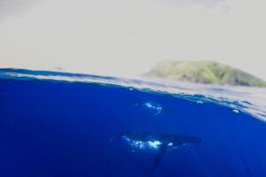 Photo credit Luke Hosty Protect Blue 6